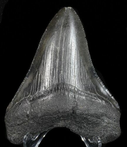 Serrated, Fossil Megalodon Tooth - Georgia #68077